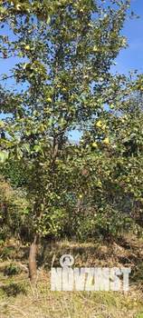 Дом 40м², 2-этажный, участок 6 сот.