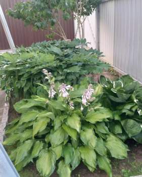 Дом 60м², 2-этажный, участок 4 сот.