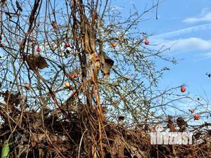 Дом 40м², 2-этажный, участок 6 сот.  