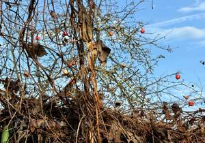 Дом 40м², 2-этажный, участок 6 сот.  