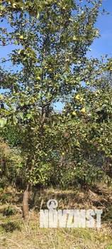 Дом 40м&sup2;, 2-этажный, участок 6 сот.  