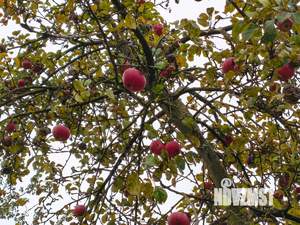 Дом 54м², 2-этажный, участок 9 сот.  