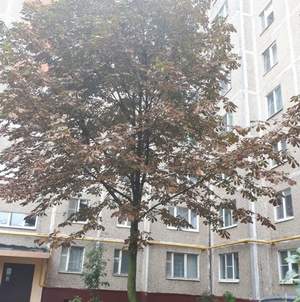 1-к квартира, вторичка, 33м2, 1/10 этаж